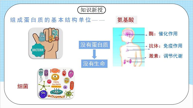 4.2.1《蛋白质》 课件 人教版高中化学选择性必修304