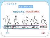 4.3《核酸》 课件 人教版高中化学选择性必修3