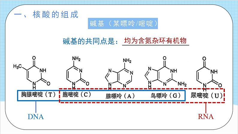 4.3《核酸》（教学课件）人教版高中化学选择性必修3第5页