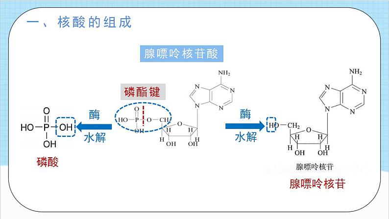 4.3《核酸》（教学课件）人教版高中化学选择性必修3第7页