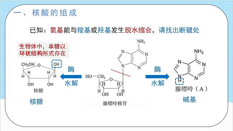 4.3《核酸》（教学课件）人教版高中化学选择性必修3第8页