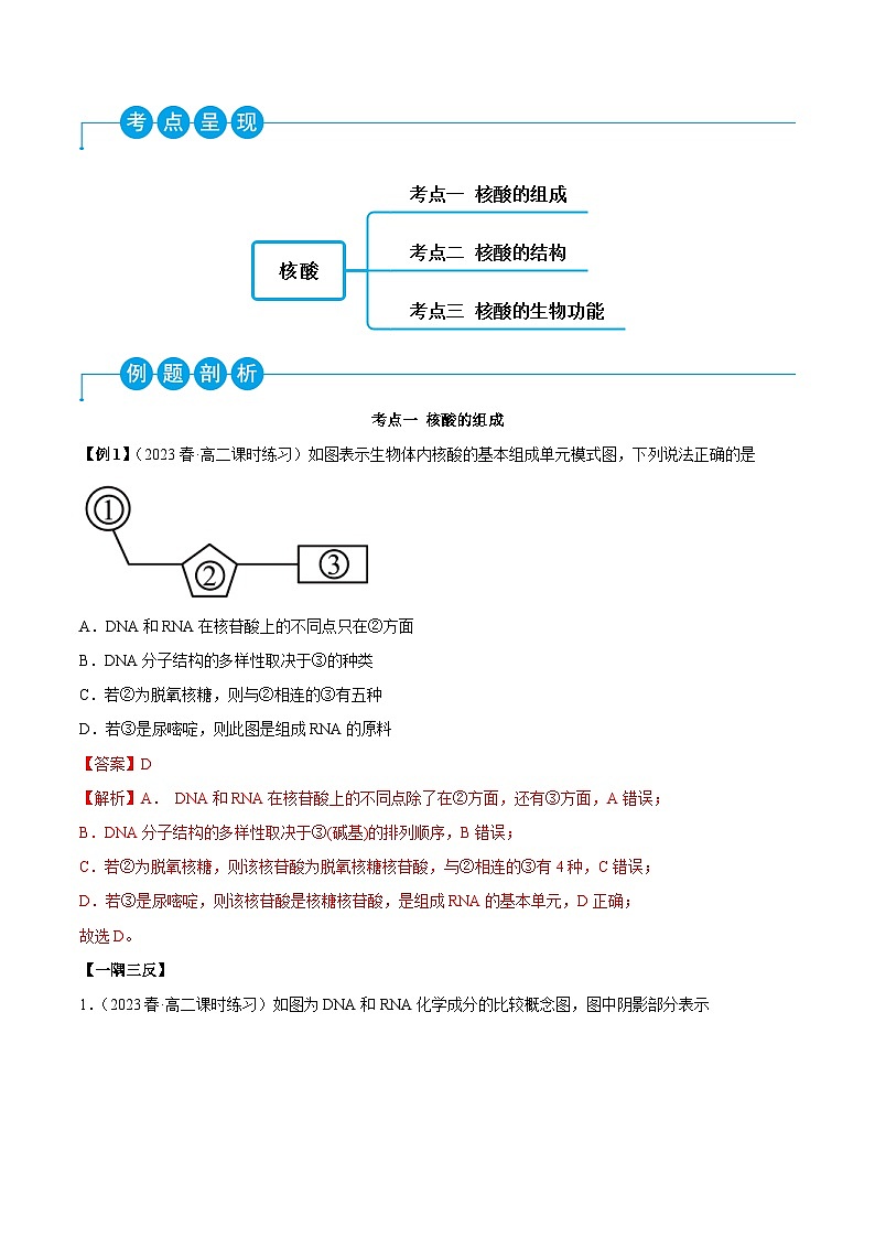 人教版高中化学选择性必修三精品同步讲义4.3 核酸（精讲）（含解析）02