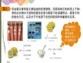 1.1.1 有机化合物的分类方法 课件 人教版（2019）化学选择性必修三