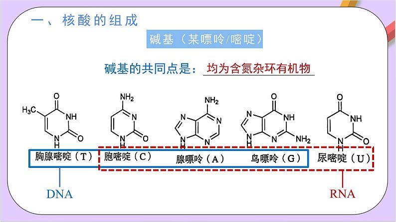 人教版高中化学选修三4.3《 核酸》  课件04