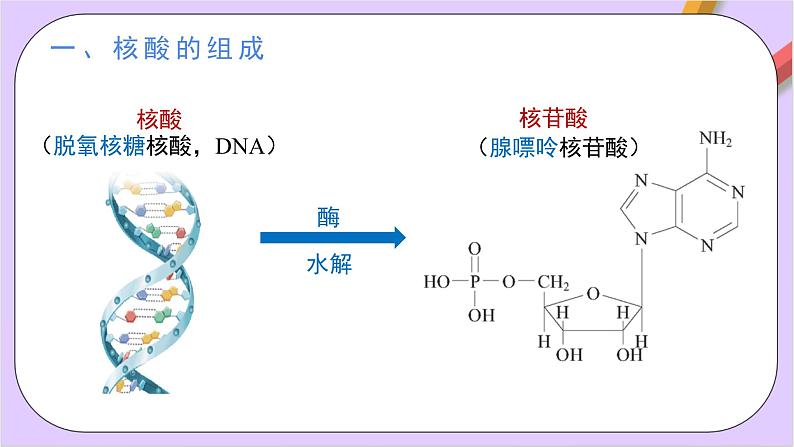 人教版高中化学选修三4.3《 核酸》  课件05