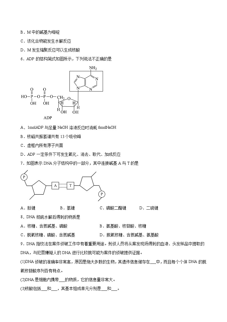 4.3核酸（分层作业）原卷版 2022-2023学年高一化学同步备课系列（人教版2019必修第二册）第2页