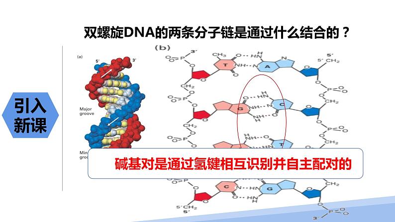 第三章第四节配合物与超分子第二课时 2024年高二选择性必修2《物质结构与性质》精品课件03