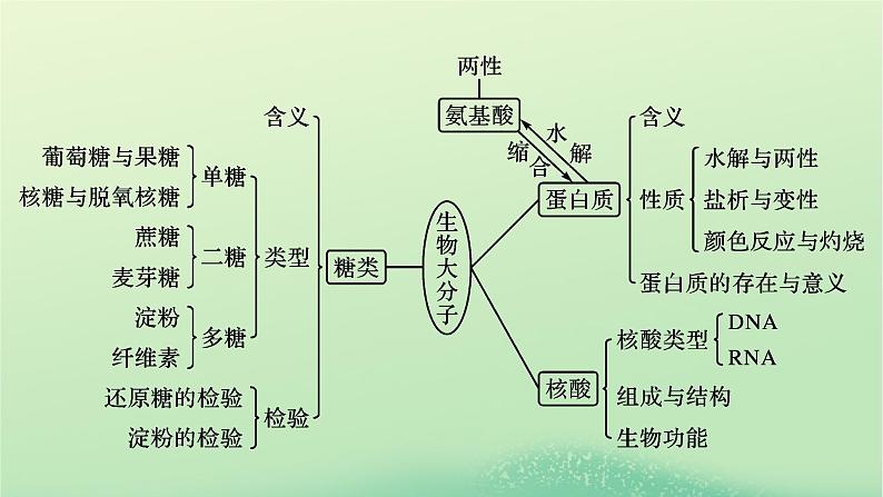 新教材同步系列2024春高中化学第四章生物大分子本章总结课件新人教版选择性必修303