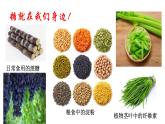 糖类的组成和分类 单糖  课件