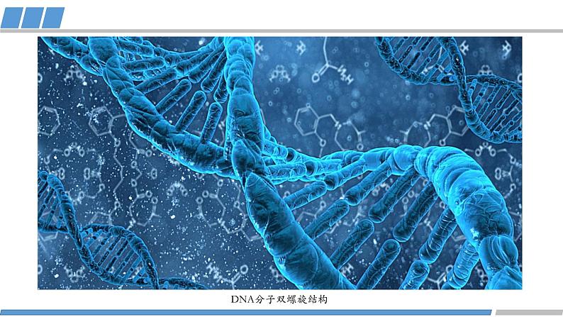 高二化学（人教版）选择性必修第2册 第二章 第二节 第二课时 多样的分子空间结构-教学课件、教案、学案、作业03