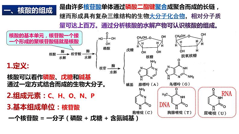 [4.3]核酸2023-2024学年高二化学人教版（2019）选择性必修3课件04