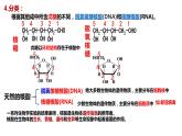 [4.3]核酸2023-2024学年高二化学人教版（2019）选择性必修3课件