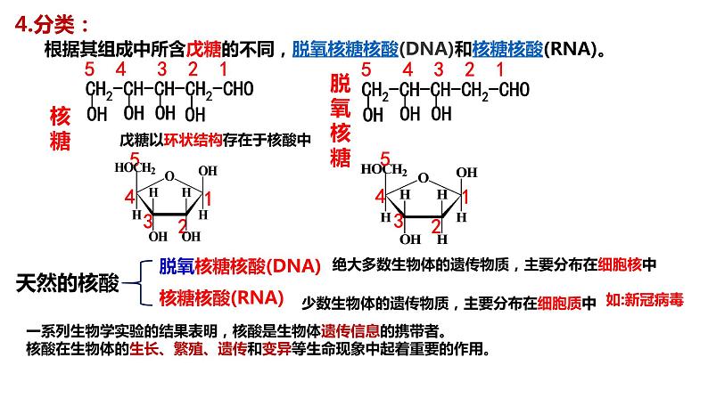 [4.3]核酸2023-2024学年高二化学人教版（2019）选择性必修3课件05