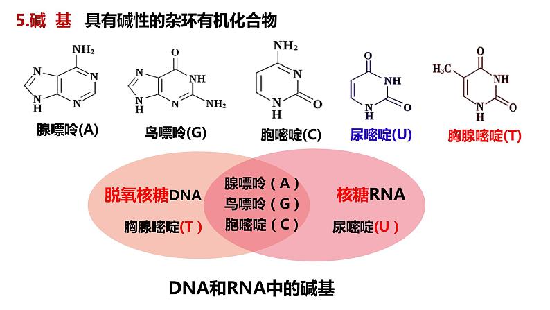 [4.3]核酸2023-2024学年高二化学人教版（2019）选择性必修3课件06