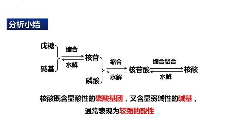 [4.3]核酸2023-2024学年高二化学人教版（2019）选择性必修3课件08