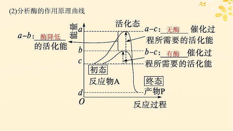 备战2025届新高考生物一轮总复习第3单元细胞的代谢第10讲降低化学反应活化能的酶课件第6页