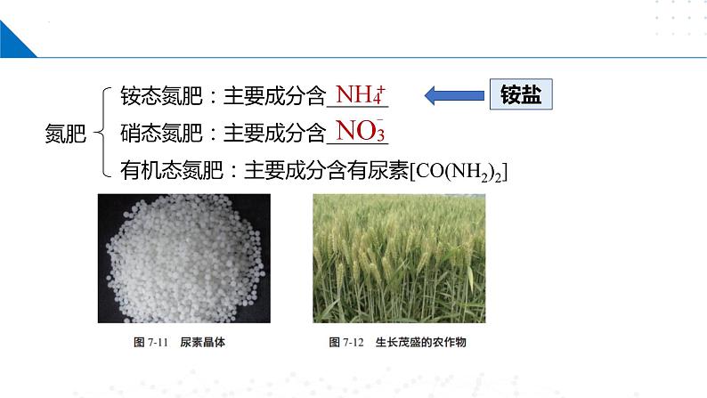 7.3含氮化合物的合理使用（同步课件）第6页