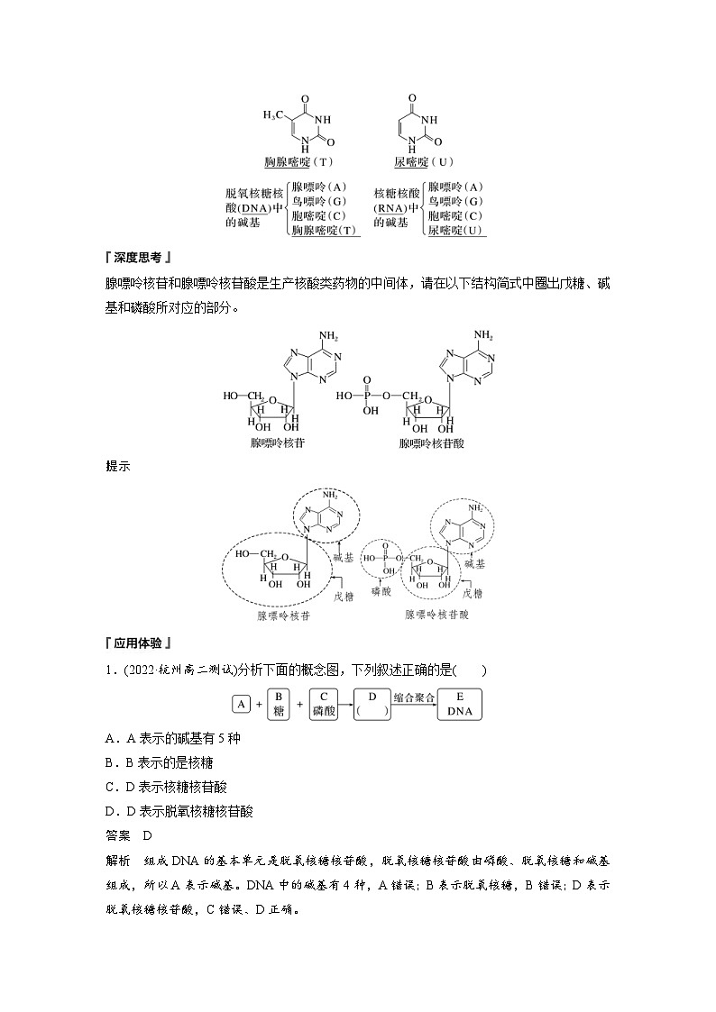 2024年高中化学新教材同步讲义 选择性必修第三册  第4章　第3节　核酸（含解析）02