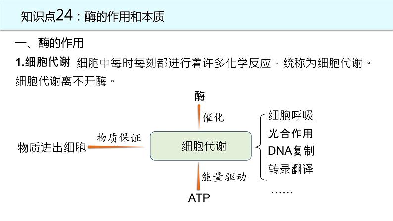 2025届高三生物一轮复习课件20：降低化学反应活化能的酶（第1课时）第2页