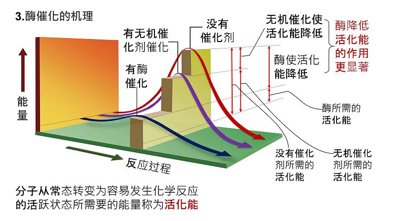 2025届高三生物一轮复习课件20：降低化学反应活化能的酶（第1课时）第5页