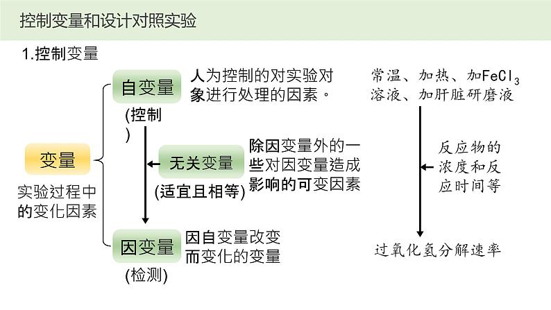 2025届高三生物一轮复习课件20：降低化学反应活化能的酶（第1课时）第6页