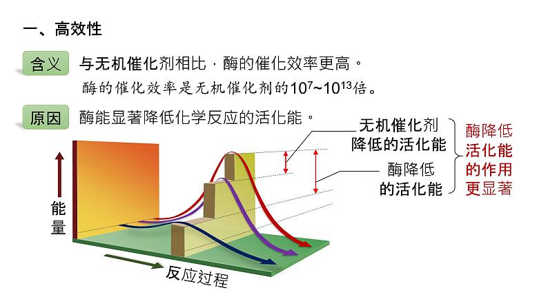 2025届高三生物一轮复习课件21：降低化学反应活化能的酶（第2课时）第4页