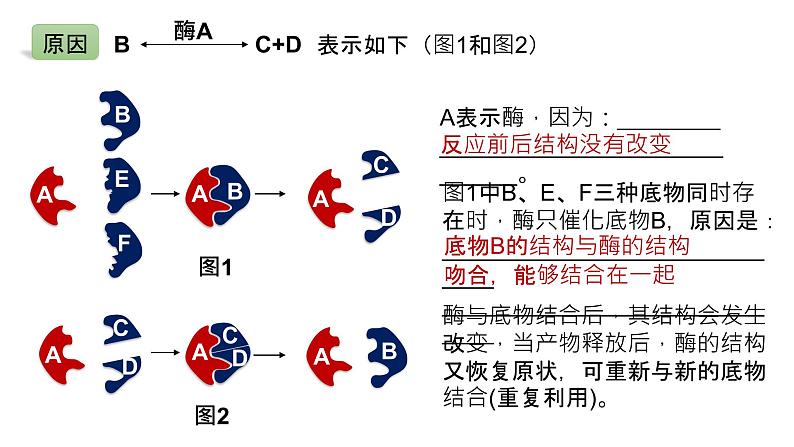 2025届高三生物一轮复习课件21：降低化学反应活化能的酶（第2课时）第8页