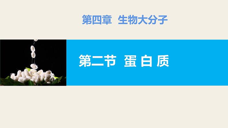 2023-2024学年人教版新教材选择性必修三 第四章第二节 蛋白质 课件01