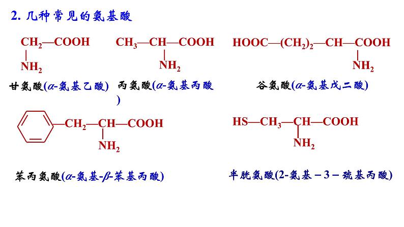 2023-2024学年人教版新教材选择性必修三 第四章第二节 蛋白质 课件04