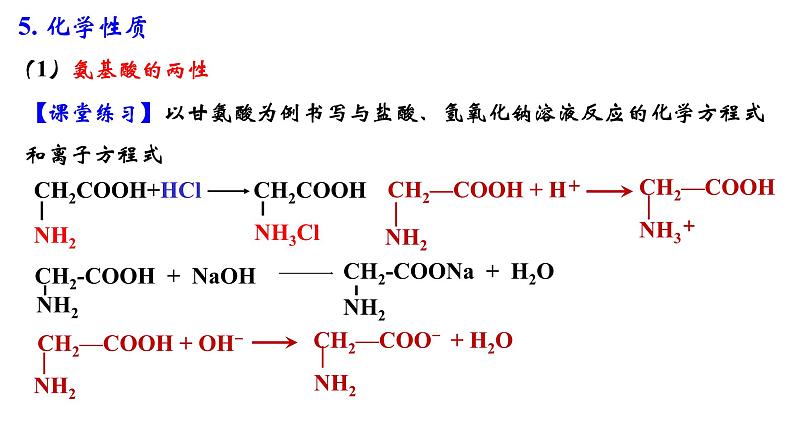 2023-2024学年人教版新教材选择性必修三 第四章第二节 蛋白质 课件07