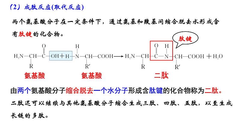 2023-2024学年人教版新教材选择性必修三 第四章第二节 蛋白质 课件08