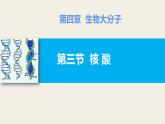 2023-2024学年人教版新教材选择性必修三 第四章第三节 核酸 课件