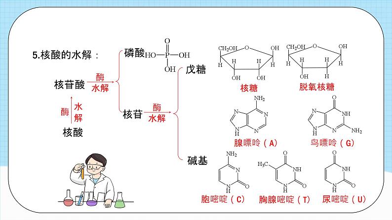 人教版（2019）高中化学选择性必修三4.3《核酸》课件06