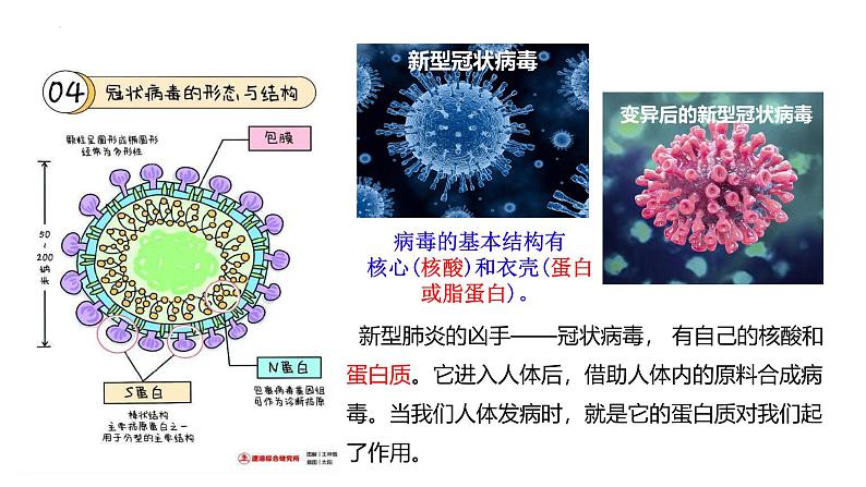 沪科版2019高二化学选择性必修三  4.1.3氨基酸与蛋白质核酸 课件03