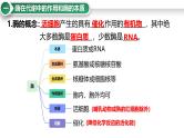 第9讲 降低化学反应活化能的酶-备战2025年高考生物大一轮复习课件（新高考通用）