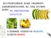 7.2.1乙烯的结构和性质  课件  2023-2024学年高一下学期化学人教版（2019）必修第二册