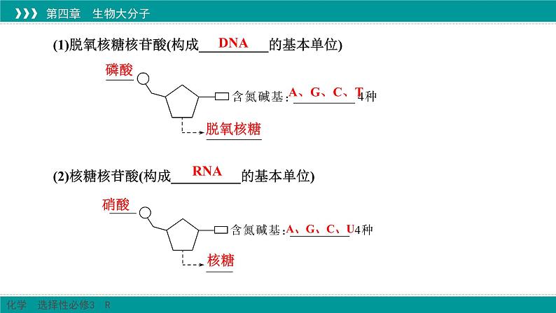 人教版高中化学选修3 4-3《核酸》课件第5页