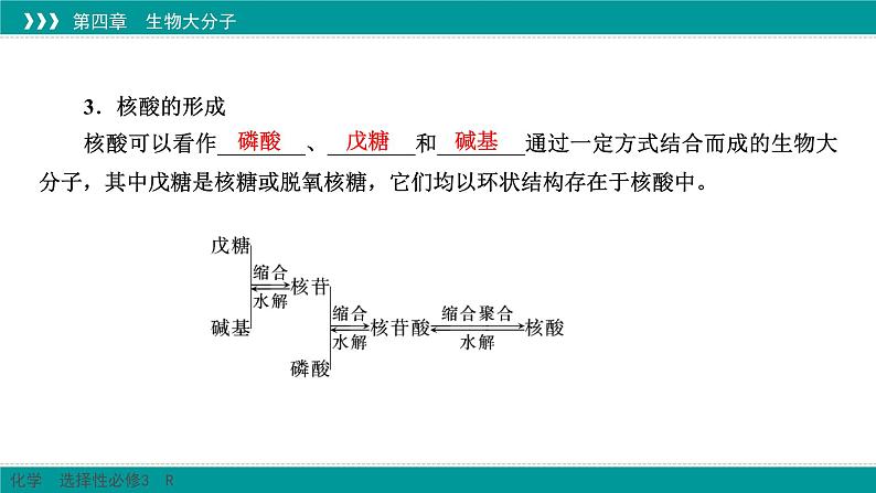 人教版高中化学选修3 4-3《核酸》课件第6页