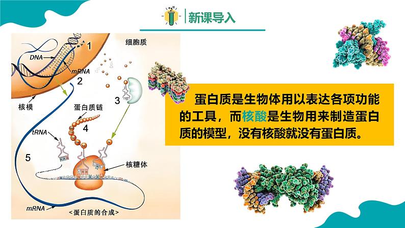 2024-2025学年高二化学（人教版2019选择性必修3）第四章第三节核酸课件第3页