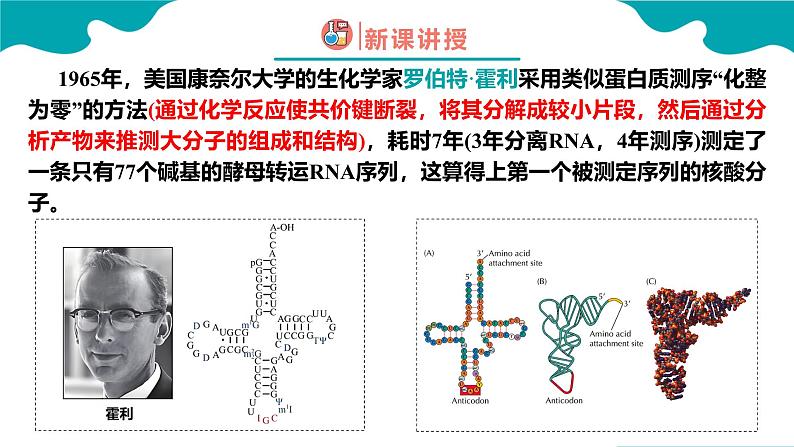 2024-2025学年高二化学（人教版2019选择性必修3）第四章第三节核酸课件第8页