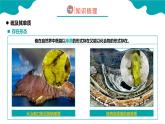 2024-2025学年高一化学（人教版2019必修二）5-1-1硫及其化合物（1）课件