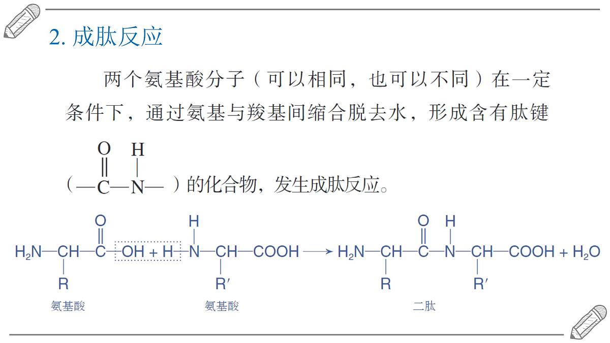 2024-2025学年高二化学选择性必修3人教版课件 4.2 蛋白质第6页