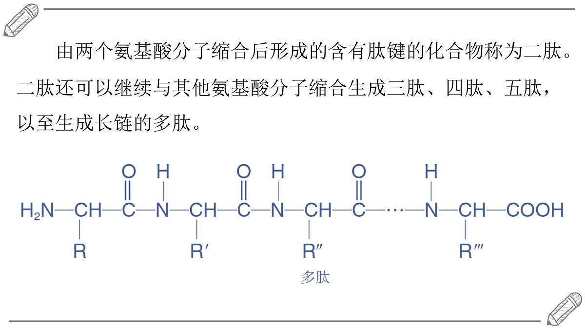 2024-2025学年高二化学选择性必修3人教版课件 4.2 蛋白质第7页