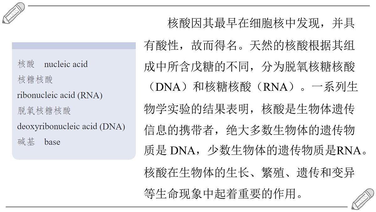 2024-2025学年高二化学选择性必修3人教版课件 4.3 核酸第2页