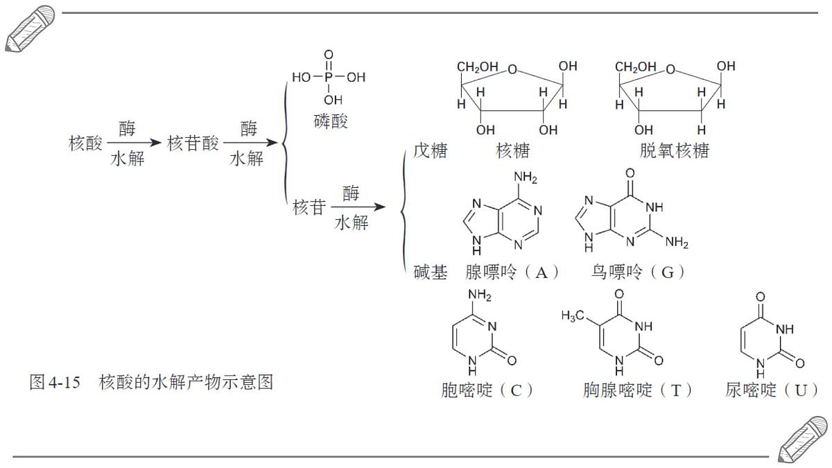 2024-2025学年高二化学选择性必修3人教版课件 4.3 核酸第4页
