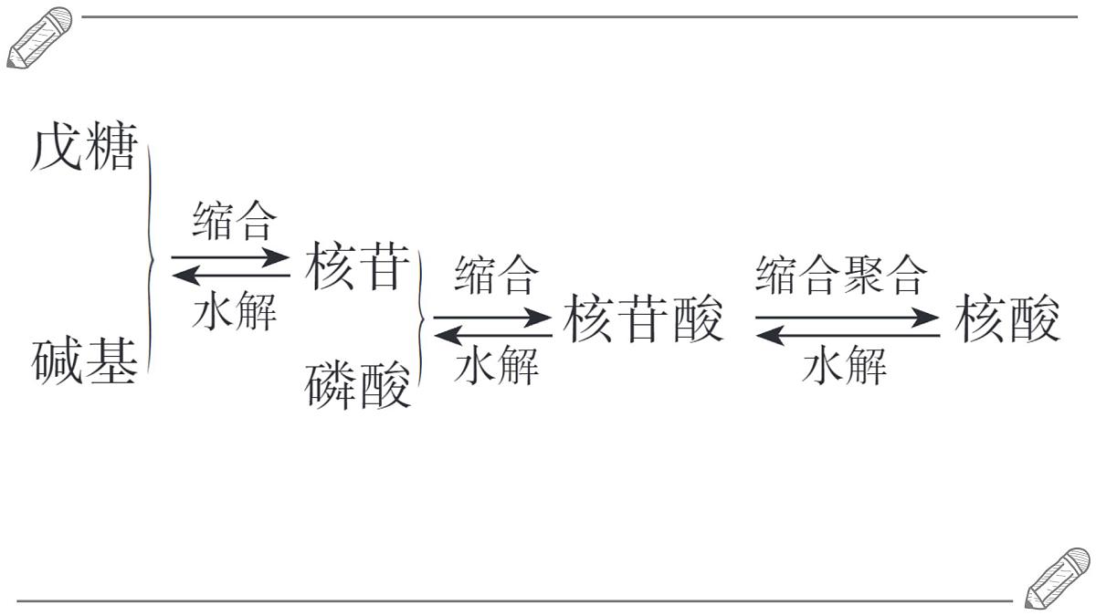 2024-2025学年高二化学选择性必修3人教版课件 4.3 核酸第6页