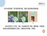 2.2 課時2 酚 課件 2024-2025學(xué)年高二化學(xué)魯科版（2019）選擇性必修3