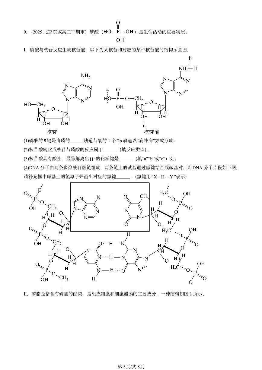 2023-2025北京重点校高二（下）期末化学汇编：核酸第3页
