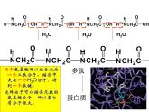 人教版化学选修5课件：4-3-3《蛋白质和核酸》（32张ppt）