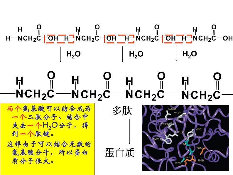 人教版化学选修5课件：4-3-3《蛋白质和核酸》（32张ppt）04